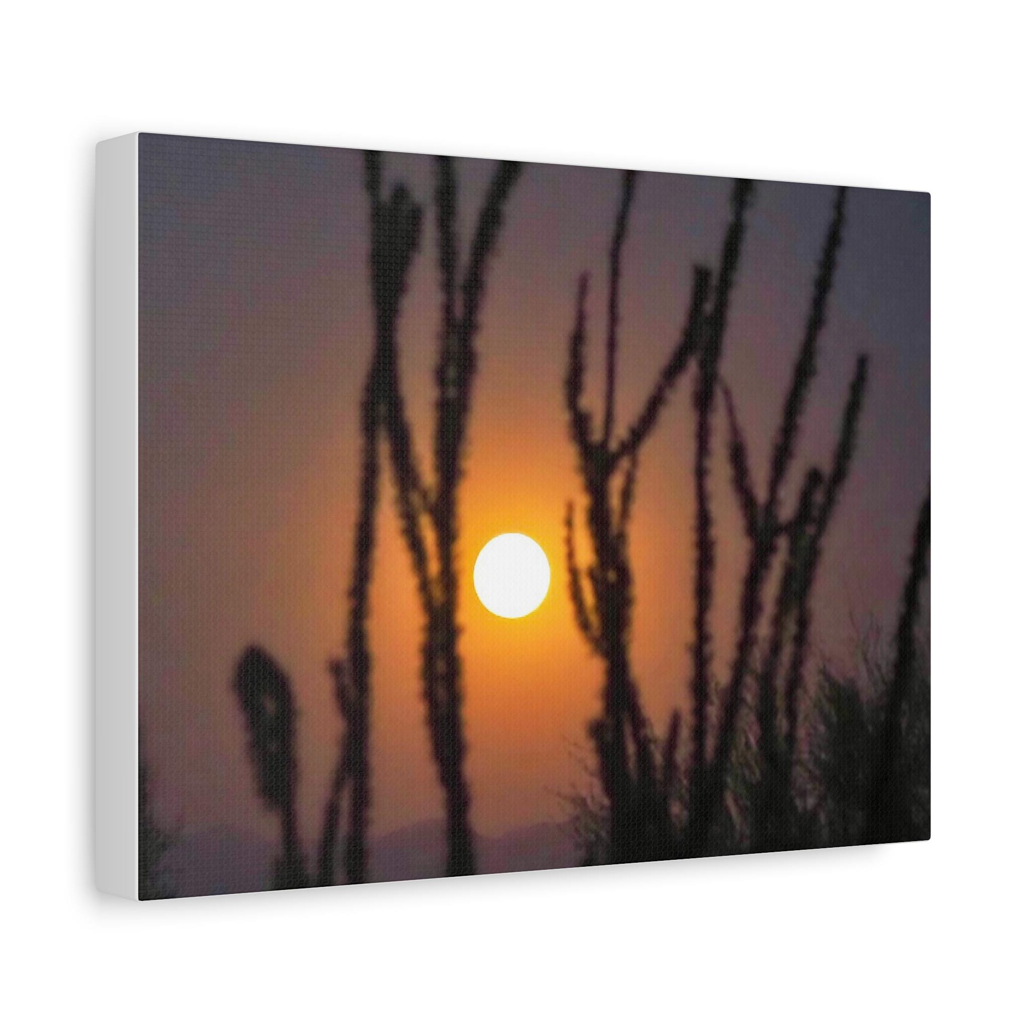 Desert Ocotillo Sunset — award-winning Arizona landscape photography